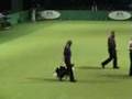 Crufts Dog Obedience 2006