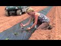 Growing Sweet Potatoes - Gardening Tutorial