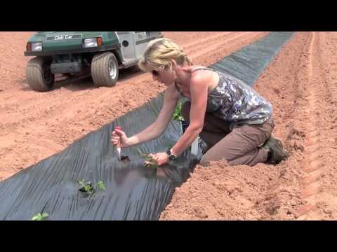 how to grow sweet potatoes