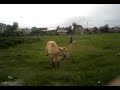 nico wit cow