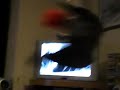 boris spinning on his star