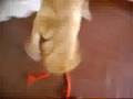 Pitybull (raianne) Rednouse