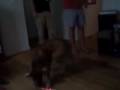 Boxer and a Laser