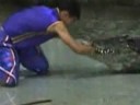 Cocodrilo destroza brazo del domador