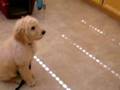 Simba - Goldendoodle Training