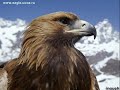 www.eagle.ucoz.ru