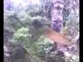 videos de Asturias pue