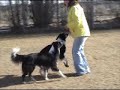 Double the Pleasure, Double the Fun With Borzoi and Border Collies
