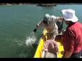 Mulloway from the Lawley River