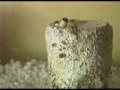 Mushroom Growth Time-Warp