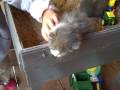 ShushKitties ShushKitties