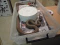 This inland Taipan is feeding on a rodent. Owned by the snake man Ray Hoser in VIctoria Australia, this snake does live reptile shows Melbourne www.snakebusters.com.au