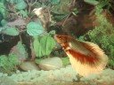 Bicolor BF (Salamander) HM Pair