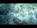 Maldives Fat Fish