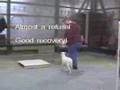 Lamb Agility at DarnFar.com
