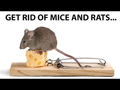 how to get rid rats
