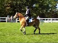 Jumping Haflinger