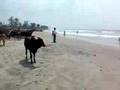 Indian Baywatch - Arambol, Goa