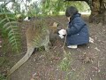 阿比與小袋鼠
