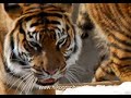 Tiger Diary - Sumatran Tigers @ US National Zoo Tiger Diary - Sumatran Tigers @ US National Zoo