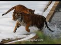 Tiger Diary - Sumatran Tigers @ US National Zoo Tiger Diary - Sumatran Tigers @ US National Zoo