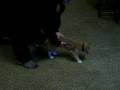 videos de Fetching Cat