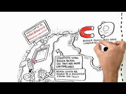 how to isolate t cells