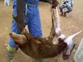 kambing sudan