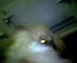 Caniche video