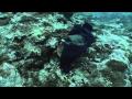 Underwater Tsunami Aftermath--American Samoa