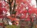 ÇòÀî¶¿ÏÂÅIJȤرóÂworldheritageshirakawago