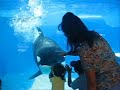 Shamu playing with kids