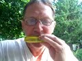Beginner harmonica songs, Skip to my loo Beginner harmonica songs, Skip to my loo