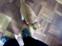 I Like To Bite Things