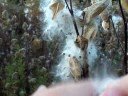 Usefull Plants: Milkweed - Part 3