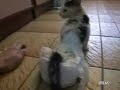 Cute injured kittah Cute injured kittah