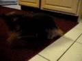 videos de Cookie Chases a Laser