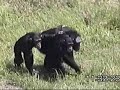Young chimpanzee helps an elderly chimp find shelter Young chimpanzee helps an elderly chimp find shelter