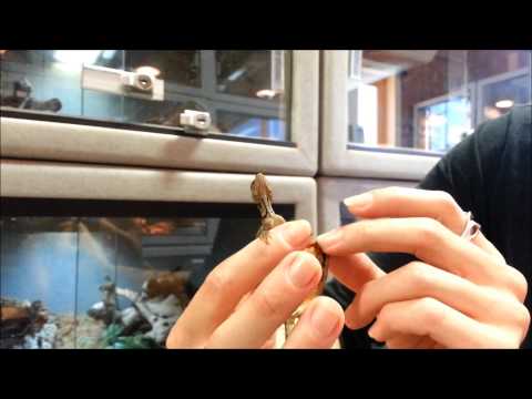 YouTube reptile video