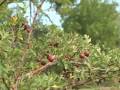 Plant Dispersal
