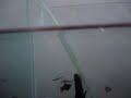 Vídeo mostrando as mais diversas espécies de peixes ornamentais! (: 