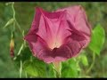 ?????????? ?????? - Astrology and Judaism