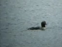 black throated diver in scotland black throated diver in scotland