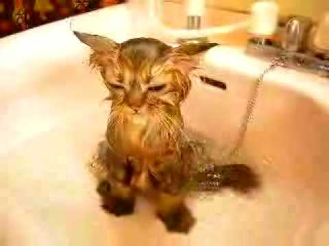 Видео 'Водные процедуры'