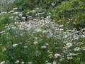 Wingham Garden Safari