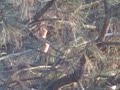 CORKS SHOOT ON PINE BRANCH 60YDS