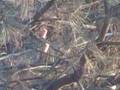 CORKS SHOOT ON PINE BRANCH 60YDS