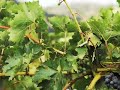 Duckhorn Vineyards