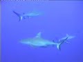 Shark Feeding at the Great Barrier Reef, Australia