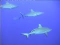 Shark Feed Dive - Great Barrier Reef Australia Shark Feed Dive - Great Barrier Reef Australia